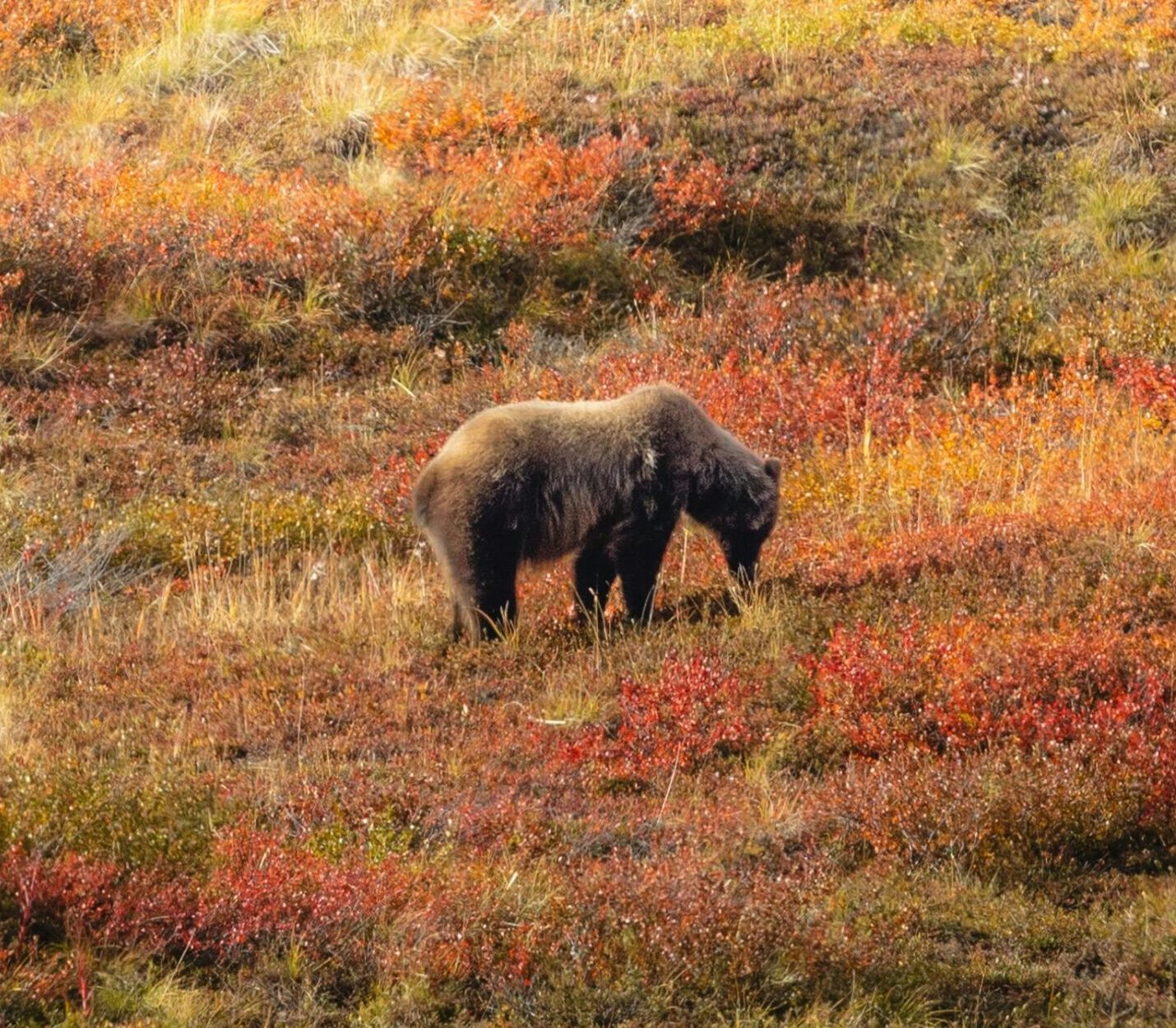 Metsälehti: Meton mukaan metsäasiantuntijat kokevat karhun turvallisuusuhaksi
