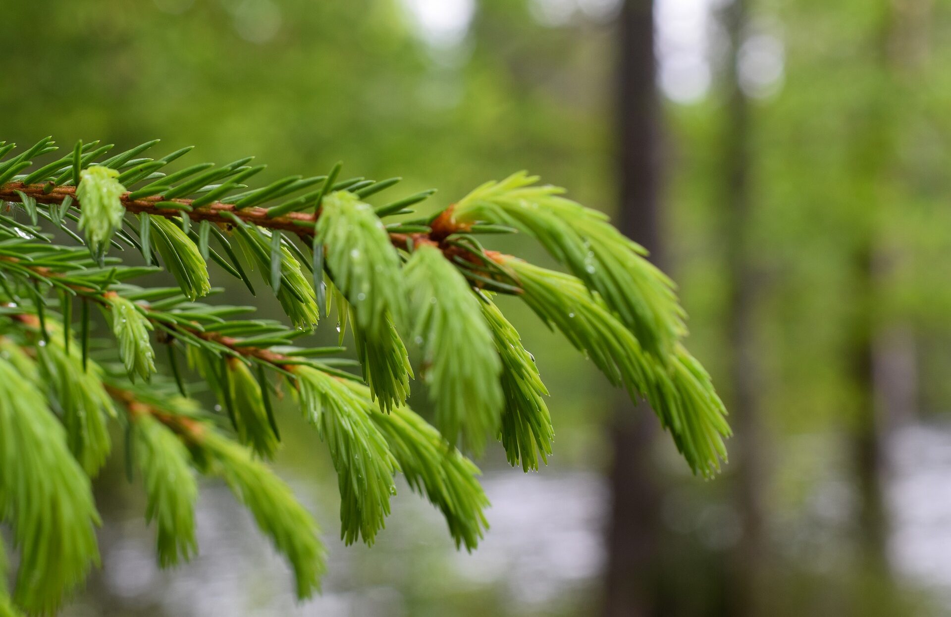 Metsäsektorin suhdannekatsaus 2025 – Mitä kuuluu, metsäsektori? – Luken webinaari 6.10. klo 10