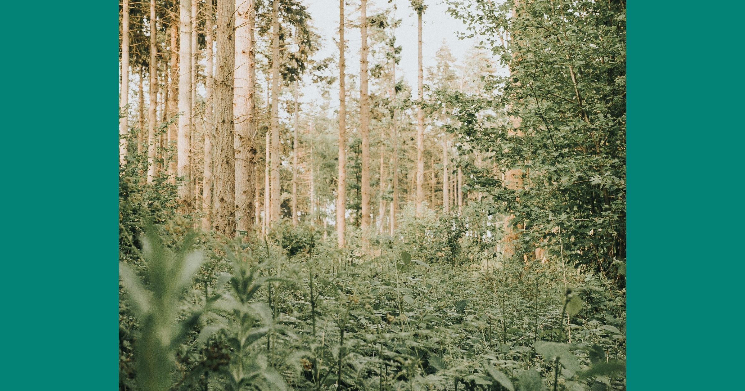 Meton lausunto metsälain muuttamisesta