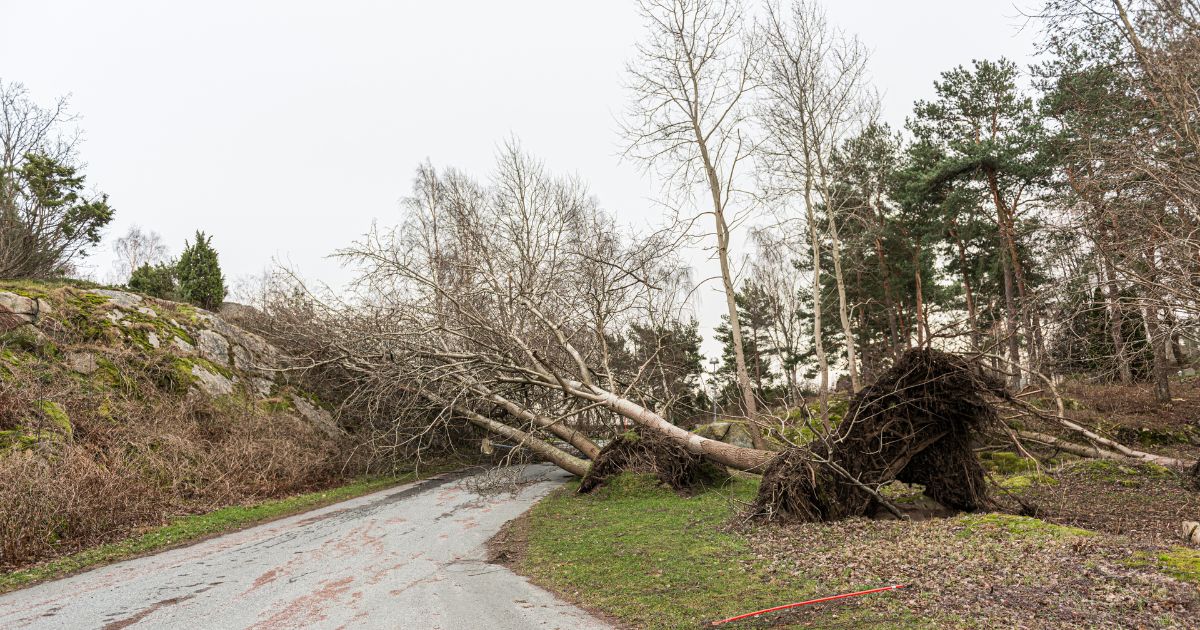 Pihan riskipuun kaataminen vaatii ammattitaitoa