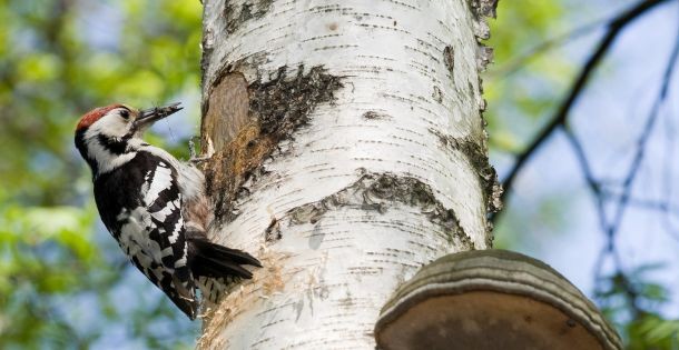 Luontotiedon puutteet uhkaavat arvokkaita metsäkohteita